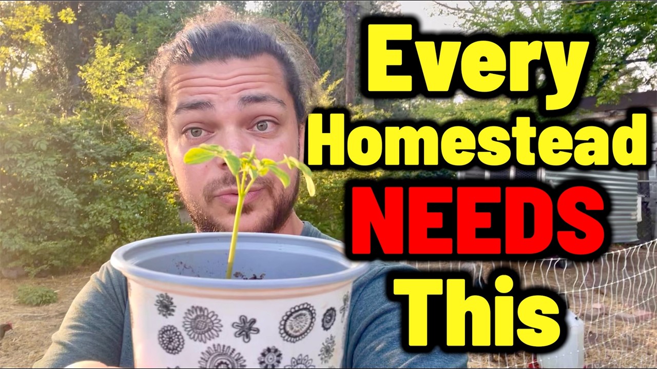 This Tree Does EVERYTHING...