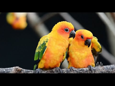 Love Is a Song, from Bambi | The Tabernacle Choir