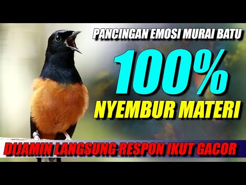 MURAI BATU GACOR ‼️SEKALI DENGAR LANGSUNG IKUT GACOR