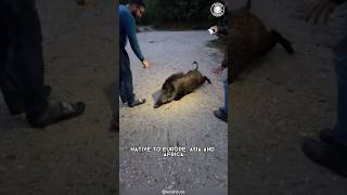 Download lagu Wild Boar 🐗 Do NOT Mess With Them! mp3