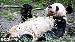 Happiness Village Pandas powered by EXPLORE.org