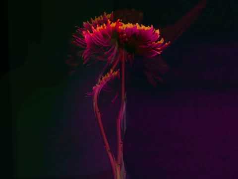 Tomas Ferdinand - Rush (Visualiser)