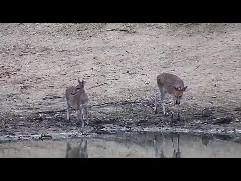Djuma: Two Grey Duikers - 06:52 - 08/27/20