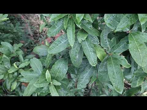 [Kết quả chia sẻ ý kiến|: Chăm sóc mai sao cho vừa tiết kiệm thời gian vừa hiệu quả | Nét Việt #389