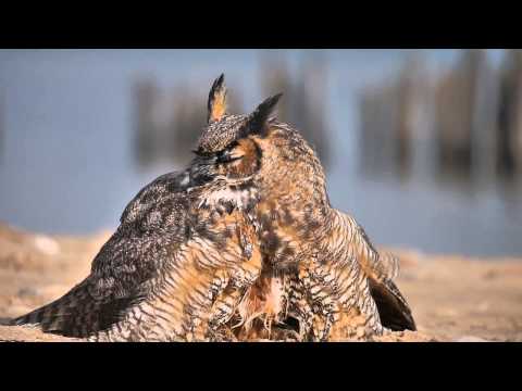 Great Horned Owl at Loyola Park Beach in Rogers Park