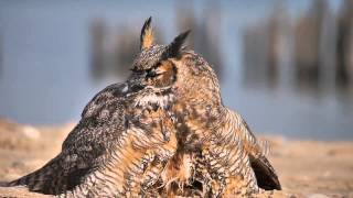 Great Horned Owl at Loyola Park Beach in Rogers Park