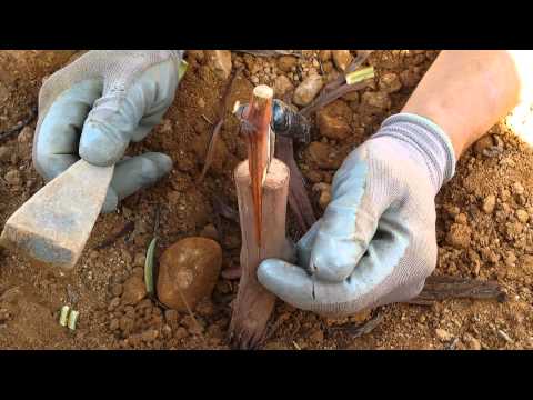 Injerto de viña - tipo pua