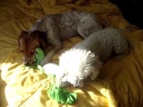 Paco and Breena sharing her birthday lobster.MPG