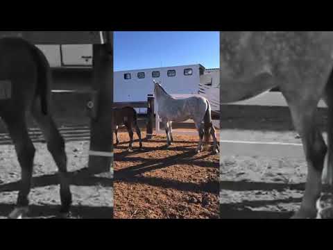 PRE Zuchtstute 9 Jahre gedeckt von PRE Cremello