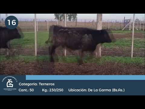 Lote Machos - De la Garma Bs As