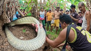 KING COBRA SA BALETE NAG PALIT BALAT#cobraprince