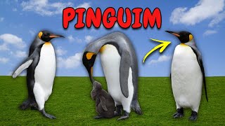 Animais da Fazenda. Som dos Animais.  Tudo sobre Pinguins.  Som que o Pinguim Faz