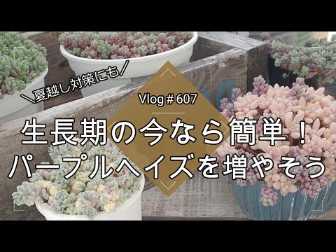 パープルチュート 植物