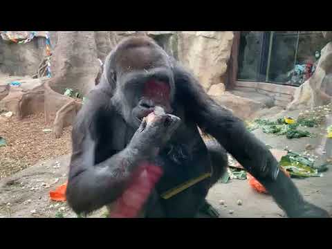 Zoo to You: Happy Birthday, Aziza!
