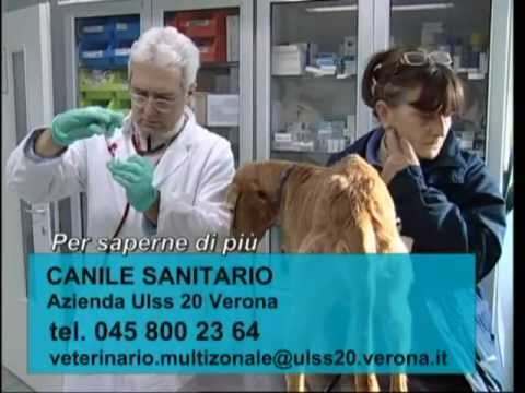 Come vermi bianchi in occhiata di Calais Medicine a parassiti
