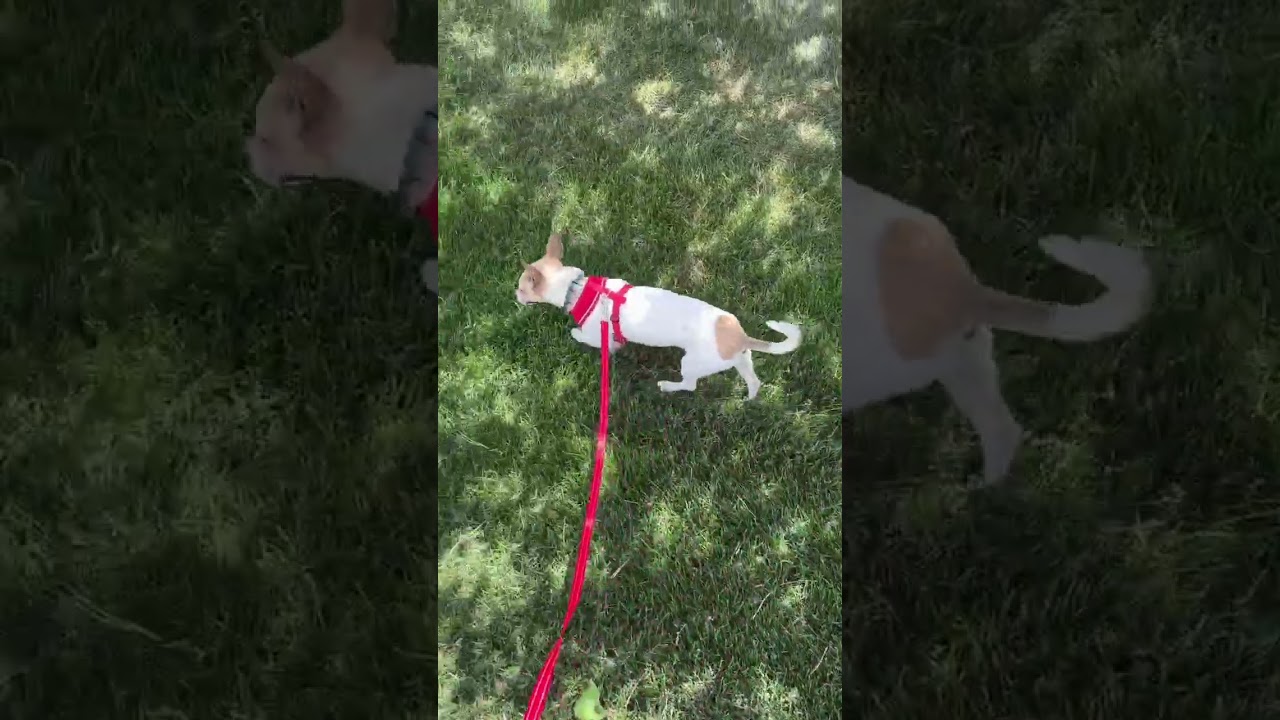 Enlarge Benny, a ADOPTABLE mixed breed in Boulder, CO video 2/6
