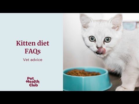 Kitten diet FAQs | expert vet advice