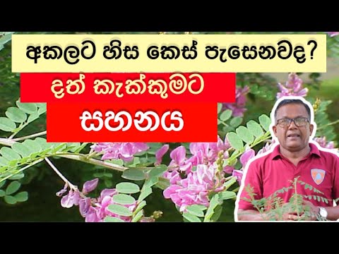 සුදු කෙස් කළු කරන , පනු රෝග නසන විශිෂ්ඨ ඔසුව | Nil Awariya | Ceylon Agri | Episode 163