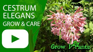 Cestrum elegans - grow & care (Jessamines )