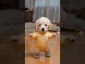 Dancing Puppy Deli Cute Dog Shows Off Dance Moves