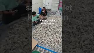 Download lagu sarang walet kalimantan tengah mp3