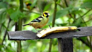 preview picture of video 'Flame faced Tanager'