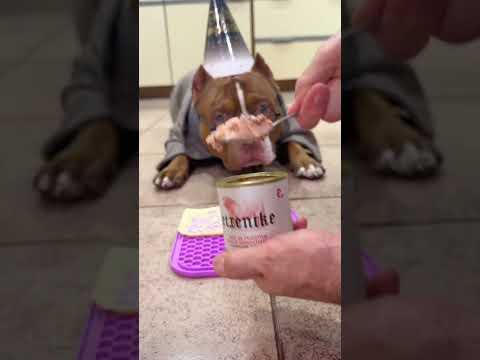 soy el perro chef cumpleañero más guapo? #viral #perros #perrofeliz #dúo