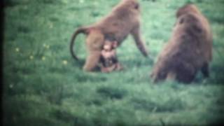 Black Mountain, line them all up (Fan Video)