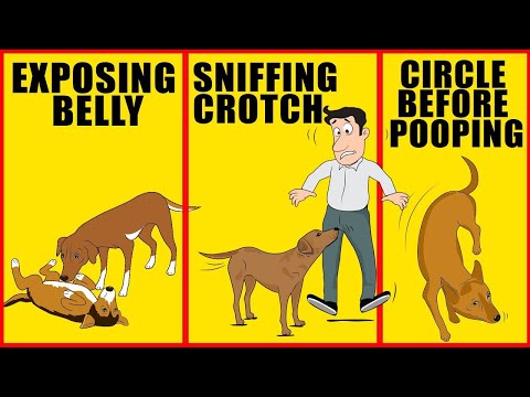 10 Strange Behaviors In Dogs That You Should Know