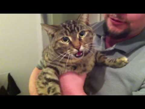 Cat REALLY hates being picked up