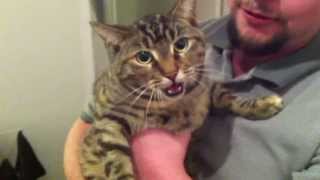 Cat REALLY hates being picked up
