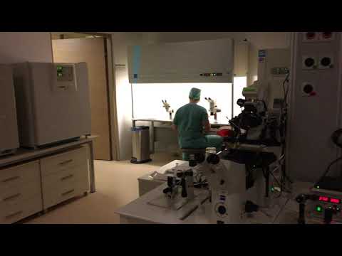 In Vitro Fertilizasyon (IVF)