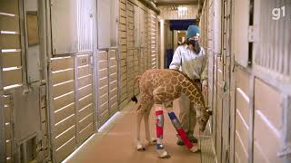 girafinha de zoo de san diego com problema nas pernas ganha aparelho ortop dico especial