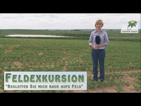 10. Feldexkursion: Was machen die Zuckerrüben? - NU Agrar, 17.06.2015