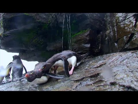 Penguins Spy in the Huddle 2of3 First Steps