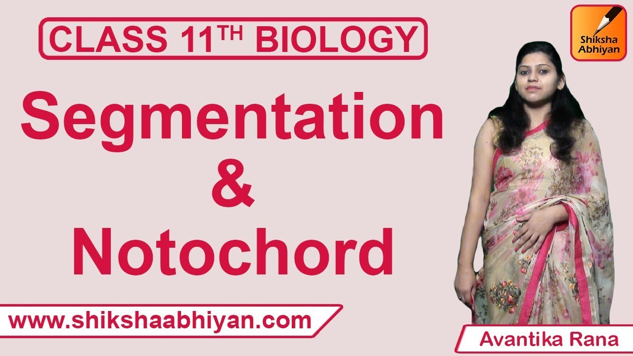 Segmentation & Notochordsegmentation and notochord class 11 | Animal Kingdom | CBSE Class 11 Biology