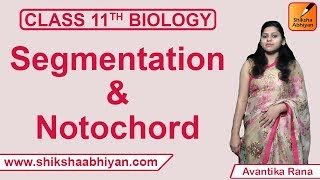 Segmentation & Notochordsegmentation and notochord class 11 | Animal Kingdom | CBSE Class 11 Biology