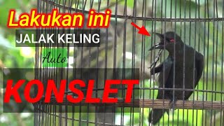 Download lagu Daily care for the STARLING so that it quickly sings diligently and becomes CONSLET mp3