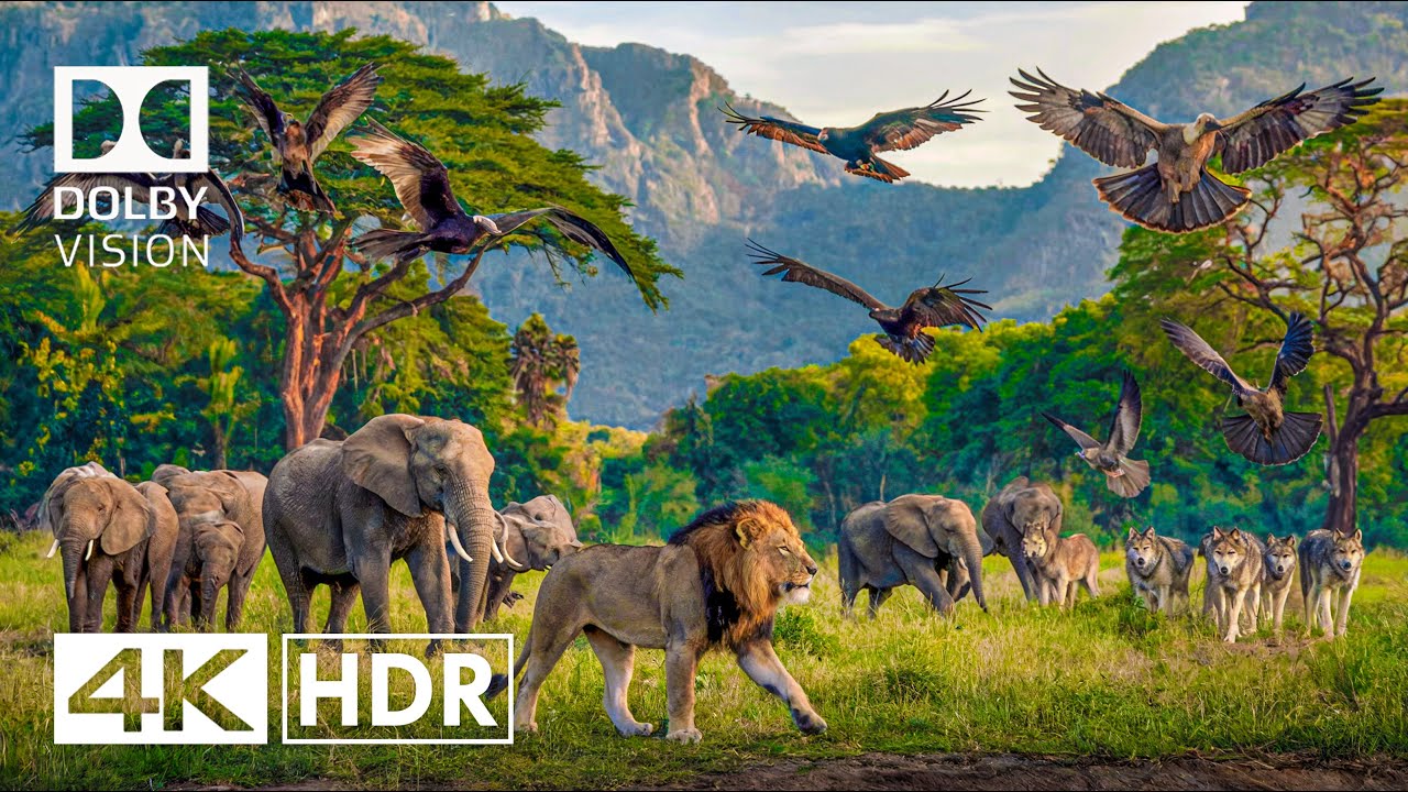 Scenic Wildlife in 4K Video - 4K HDR Dolby Vision