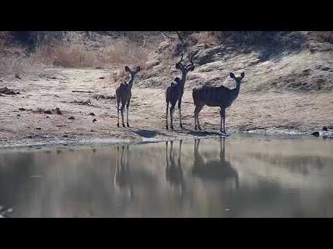 Djuma: Three Kudus drinking at the dam - 09:54 - 08/13/20
