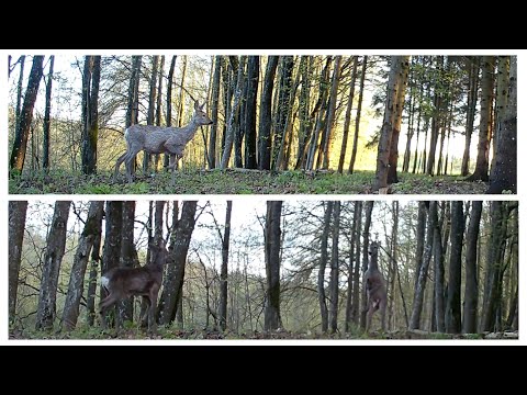 Animals going back and forth; and confrontation of roebucks!