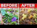 How to Control Wild Violets in the Lawn