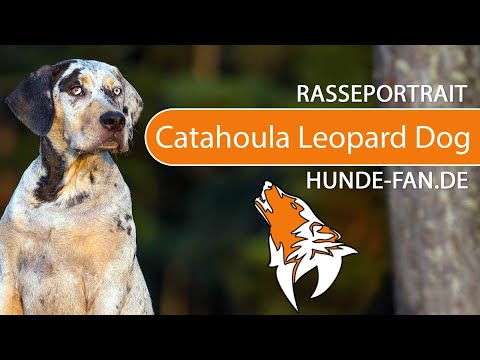 ► Catahoula Leopard Dog [2020] History, Appearance, Temperament, Training, Exercise, Care & Health