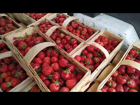 Malwina i Florence – ceny na Broniszach, 16.07.2020