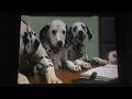 102 Dalmatians 2001 UK Disney DVD Advert