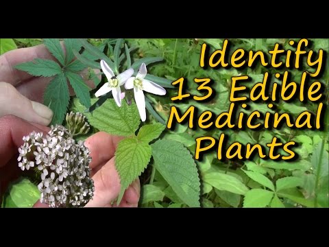 A Video Identification Guide To Edible & Medicinal Plants - Pt. 2