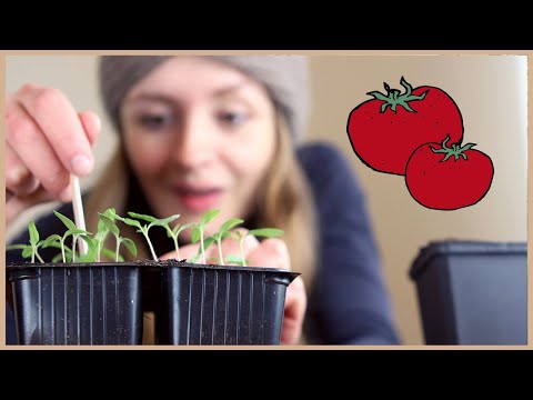 Tomaten aussäen und vorziehen: Schritt für Schritt-Anleitung 🍅