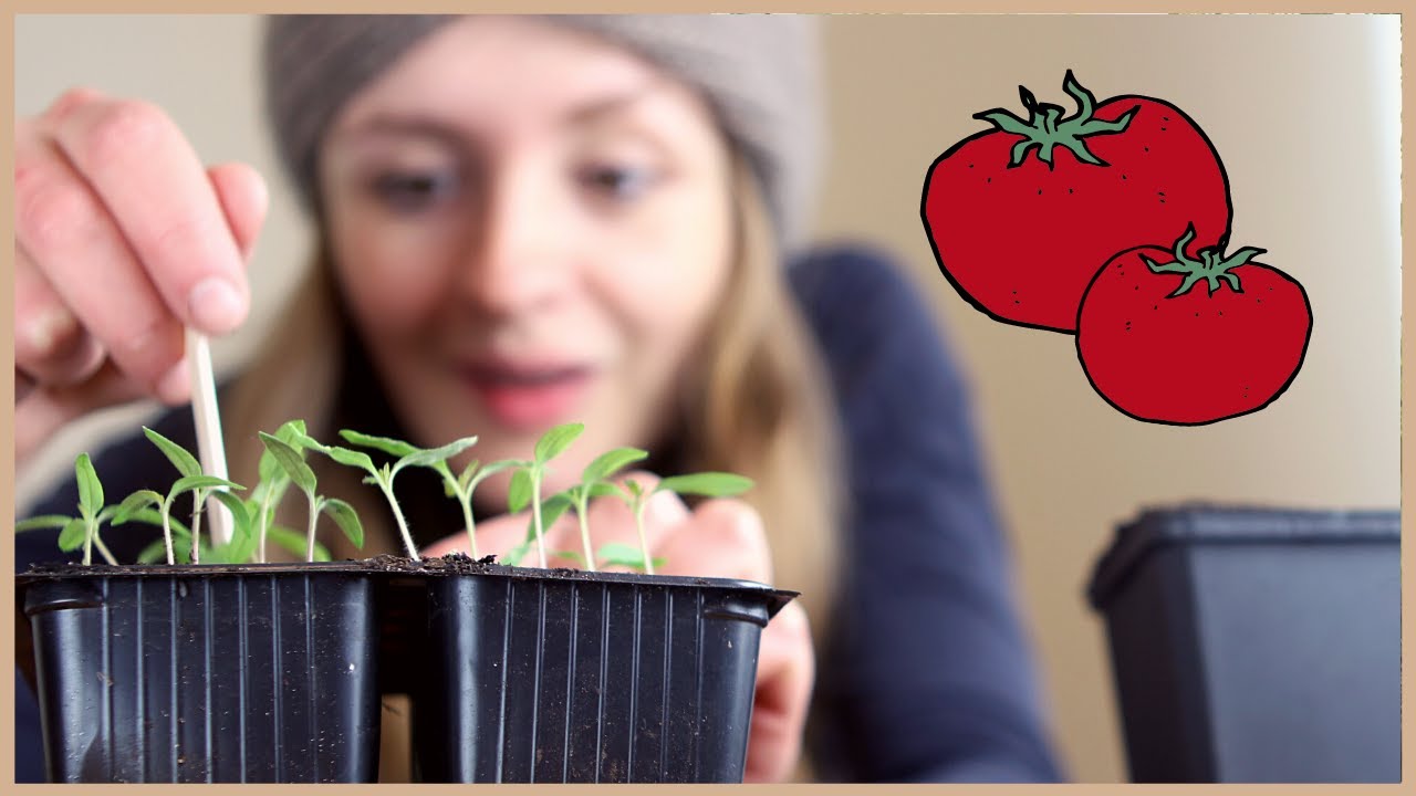 Tomaten aussäen und vorziehen: Schritt für Schritt-Anleitung 🍅