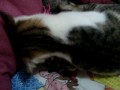 Meu Barney Minha Cloe