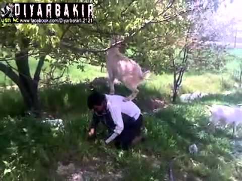 Sztuka karmienia zwierząt